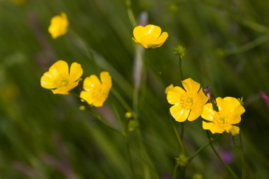 Yellow meadow flowers in the wind