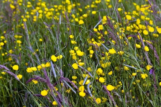 Yellow meadow flowers in the wind