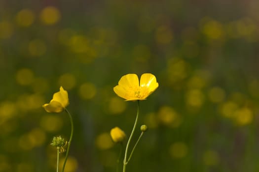 Yellow meadow flowers in the wind