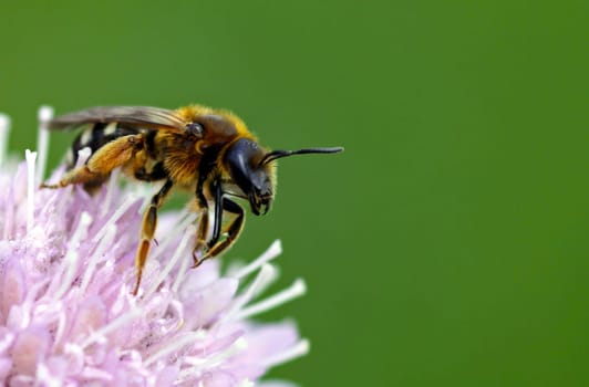 Lasioglossum xanthopus