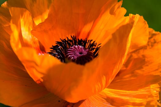 Large Orange - Poppy