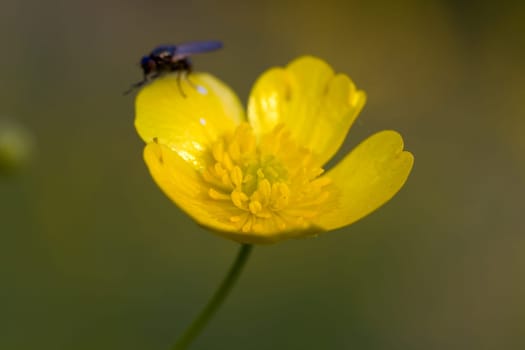 Yellow meadow flowers in the wind