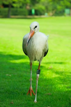 Stork