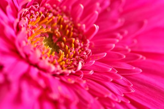 Gerbera flower