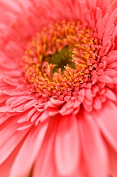 Gerbera flower