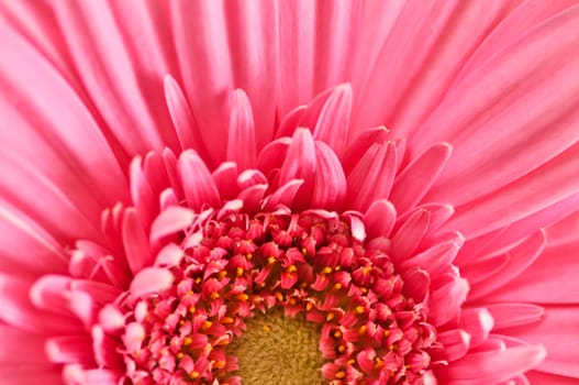 Gerbera flower