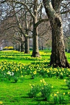 Daffodils in St. Jamess Park