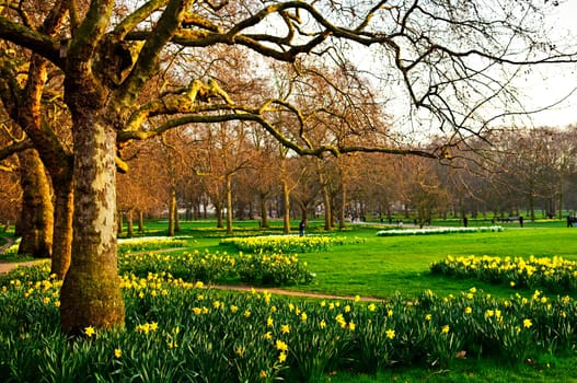 Daffodils in St. Jamess Park