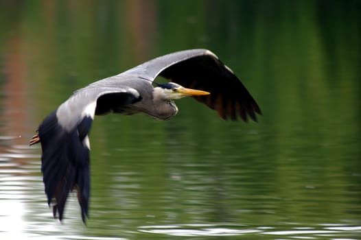 SHOT IN GLIDING
