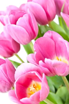 Pink tulips