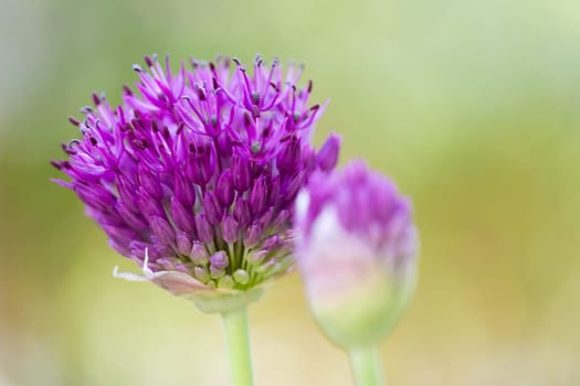Allium