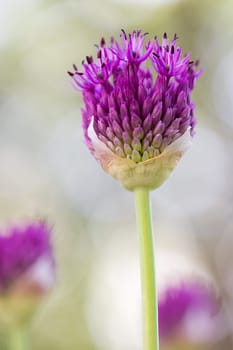 Ornamental leeks