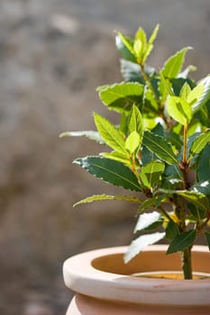Young laurel tree