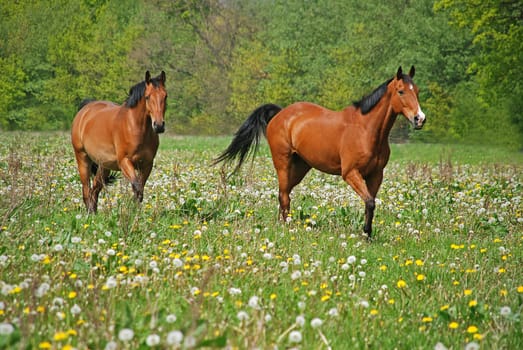 Two horses in a paddock