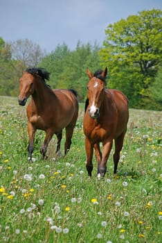 Two horses in a paddock
