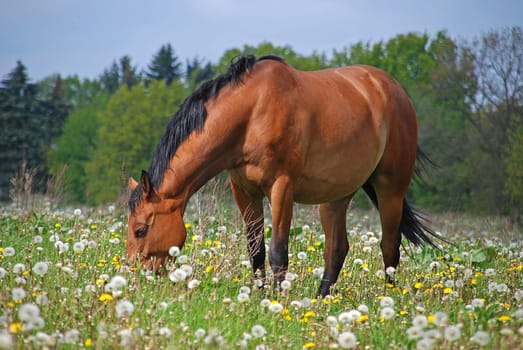 brown horse in a meadow