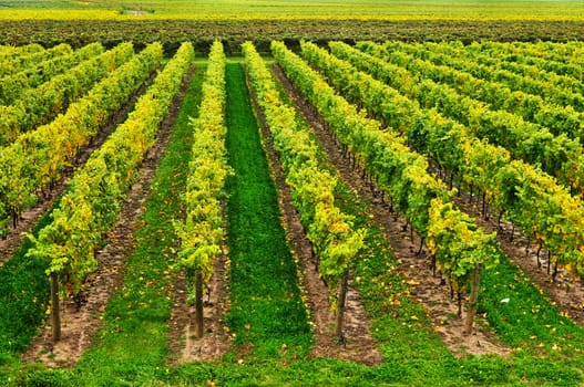 Vineyard