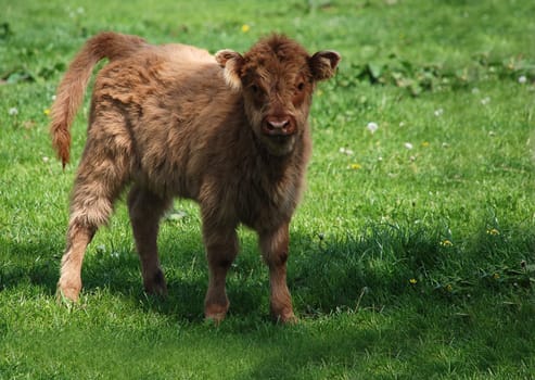 Highland beef veal