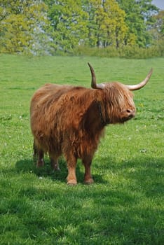 Highland cattle