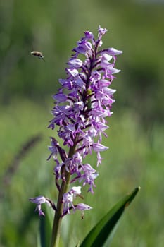 Orchis militaris