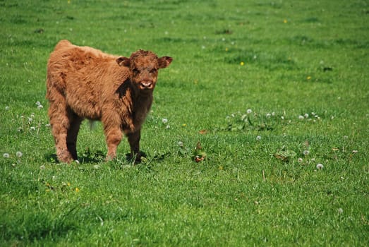 Highland beef veal