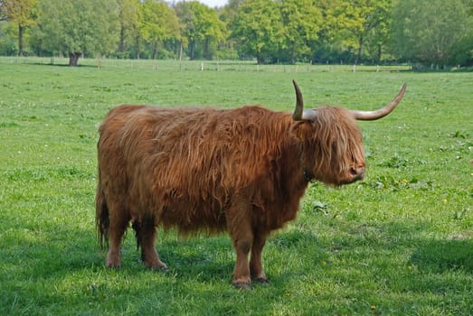 Highland cattle