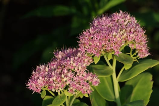 Sedum