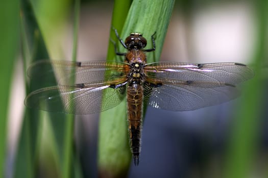 Four-spotted chaser