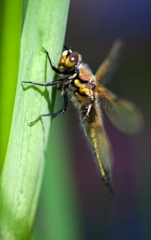 Four-spotted chaser