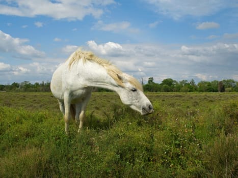 Typical horse in the Camargue France