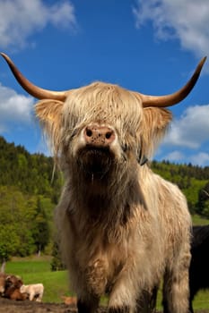 Highland cattle