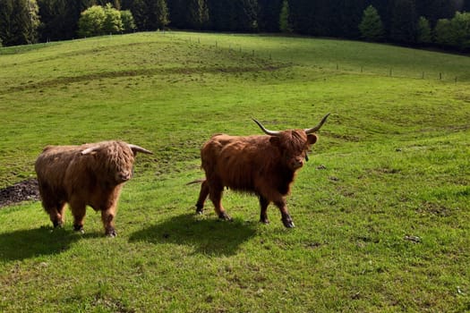 Highland cattle......