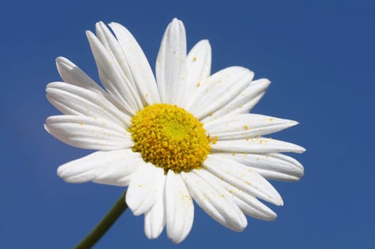 Marguerite,Leucanthemum vulgare