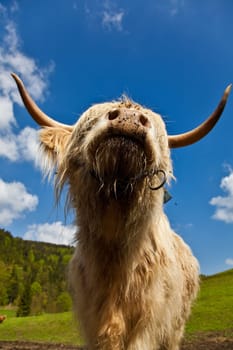 Highland cattle..........