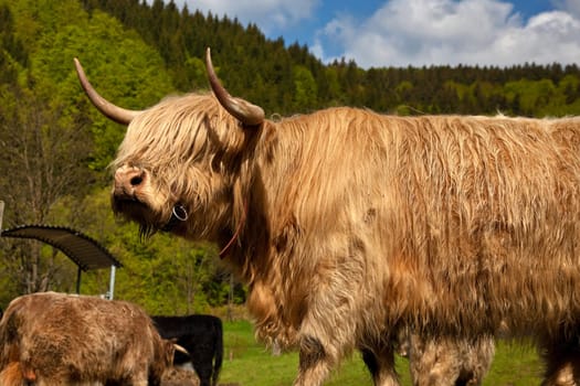 Cattle