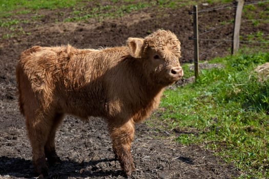 Highland cattle calves
