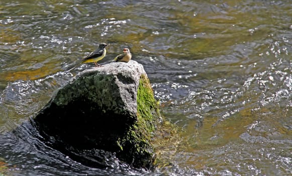 Motacilla cinerea