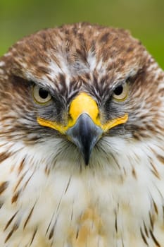 Saker Falcon