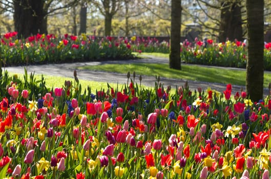 Colorful spring garden in april