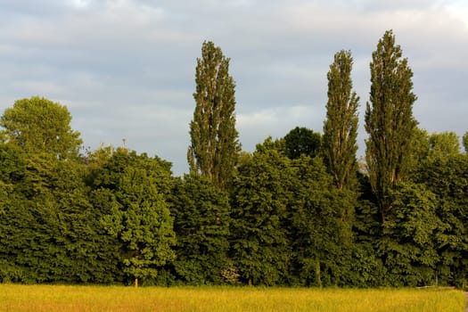 Landscape in summer