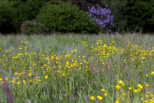 Yellow meadow flowers in the wind