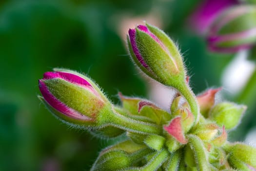 Clove Buds