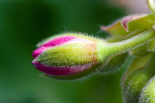 Clove Buds
