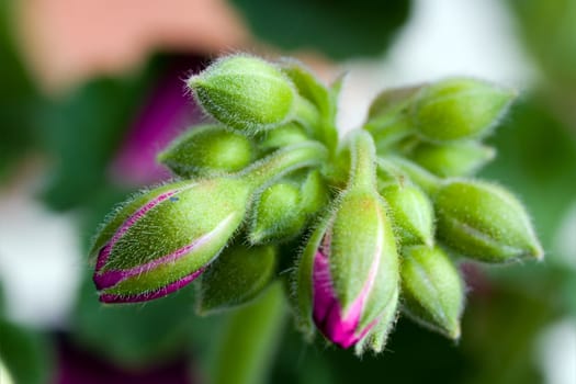 Clove Buds