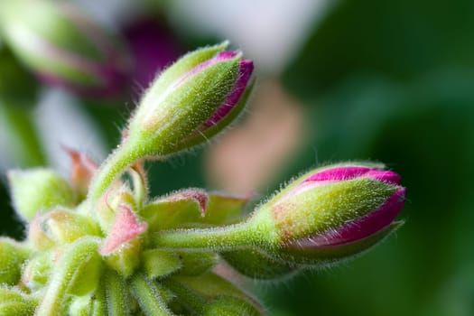 Clove Buds