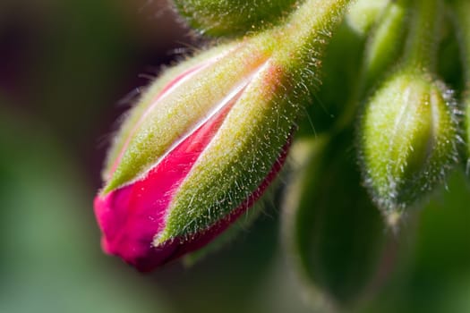 Clove Buds