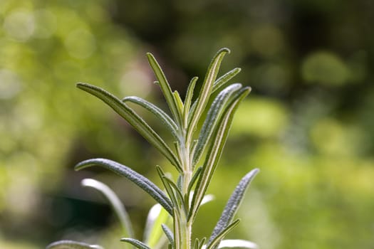 Rosemary,Macro