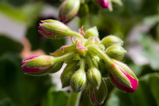 Clove Buds