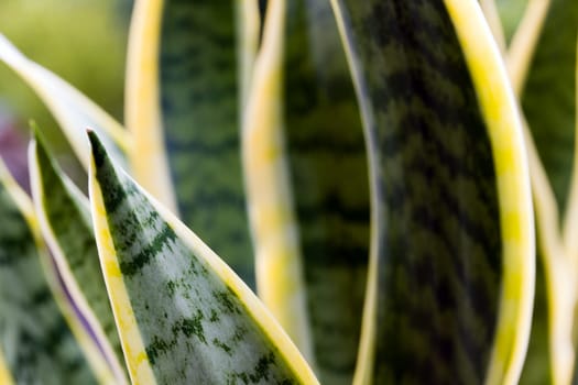 Agave,agavaceae graciosa