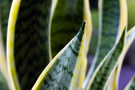 Agave,agavaceae graciosa